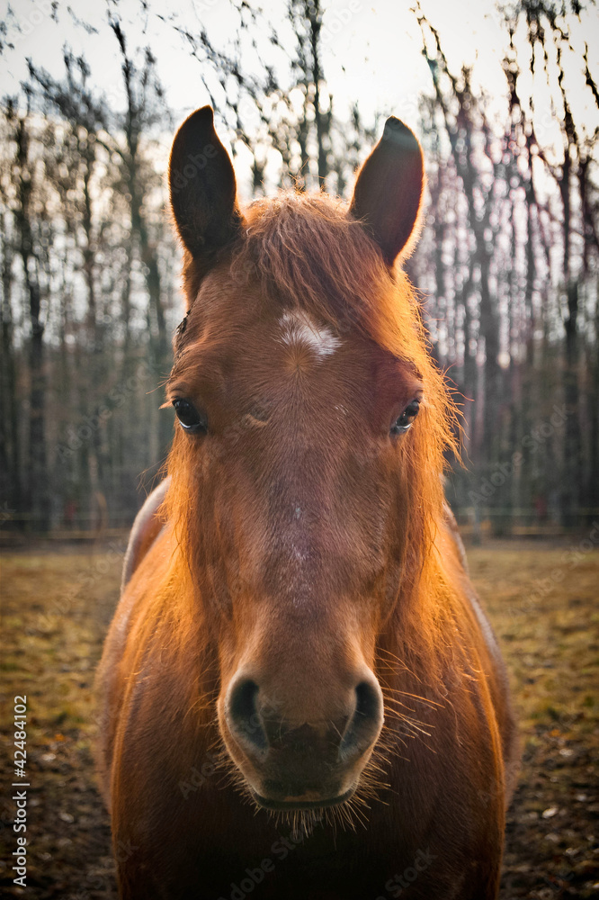 Obraz premium Horse head