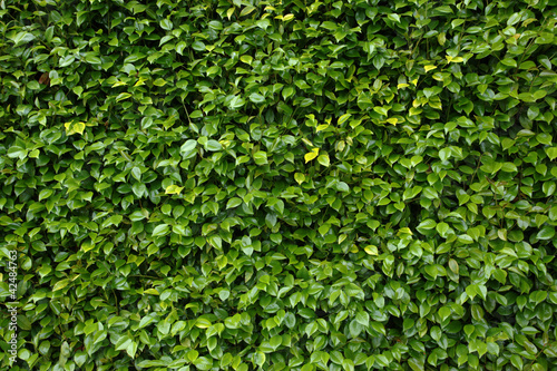 Leaves background photo