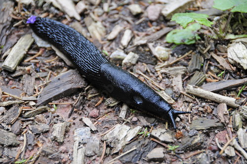 schwarze Wegschnecke photo
