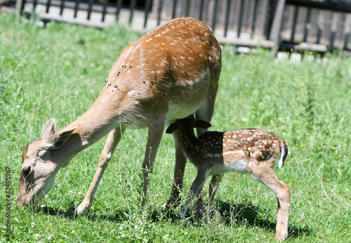 animaux