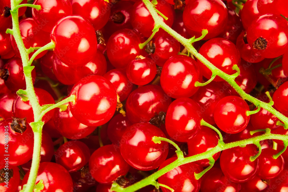 red currant red currant