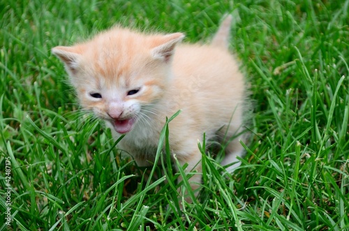 Little sweet kitten playing in the grass