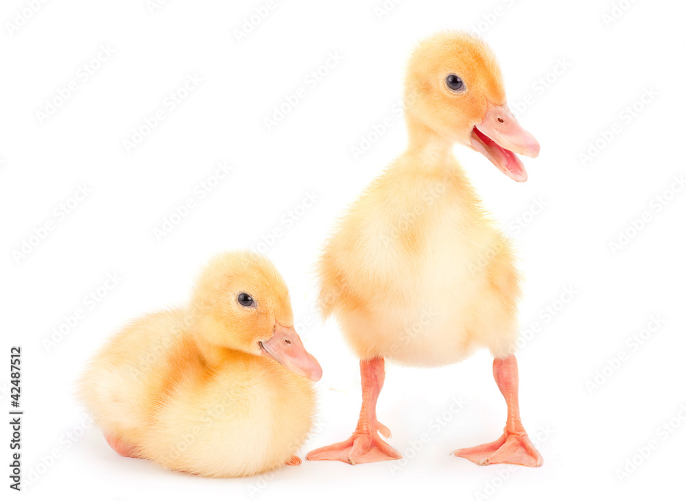 Two yellow duckling