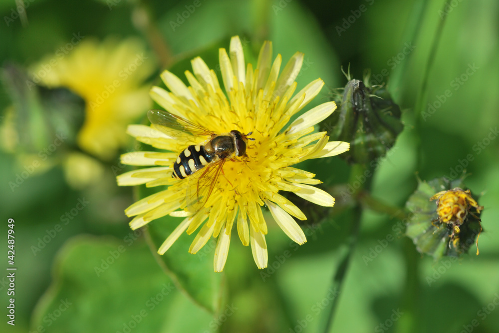 wasp on flower with green background wasp on flower with green background
