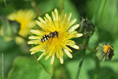 wasp on flower with green background