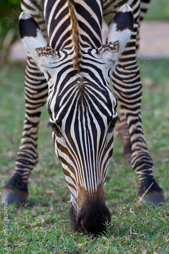 Zebra 2