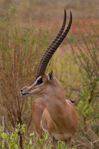 Antilope