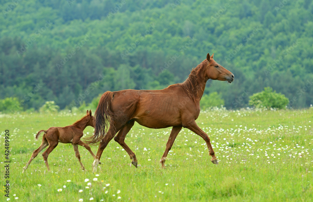 Fototapeta premium Horse
