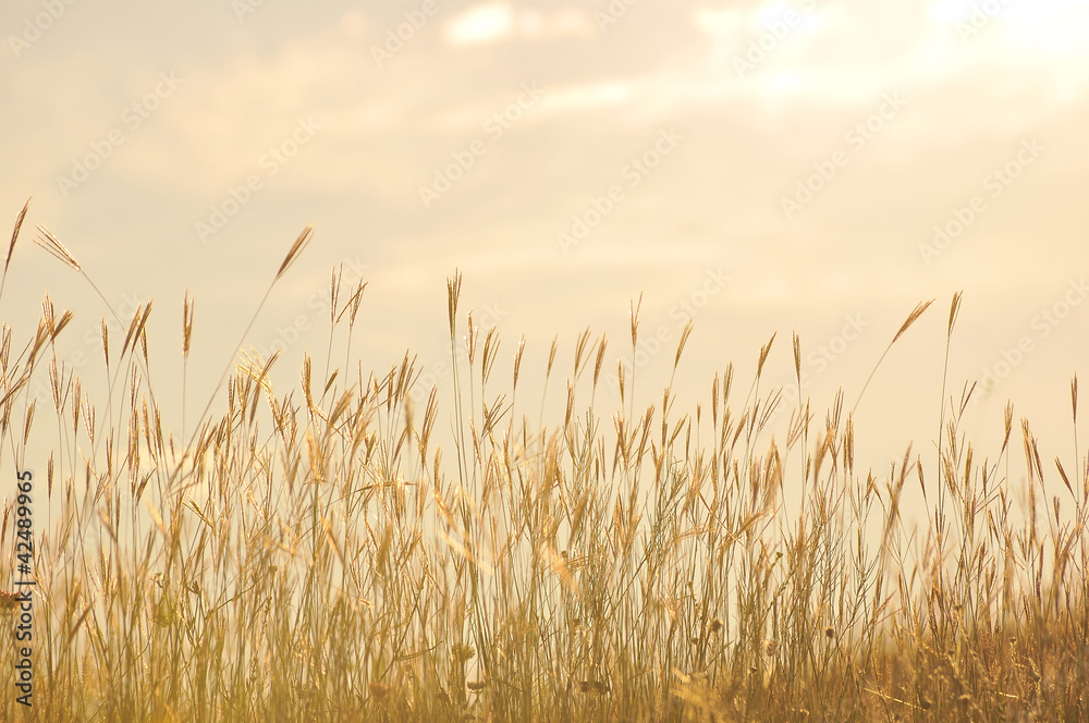 Grass and hot day