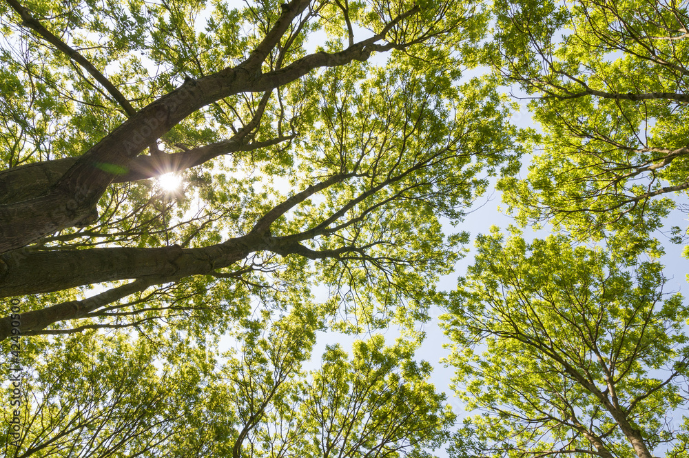 Obraz premium Trees from below