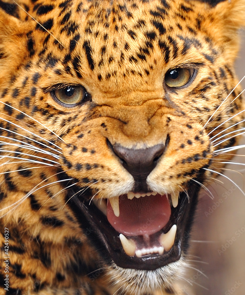 Obraz premium Leopard portrait