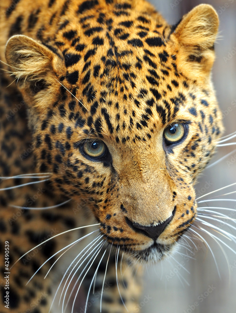 Leopard portrait