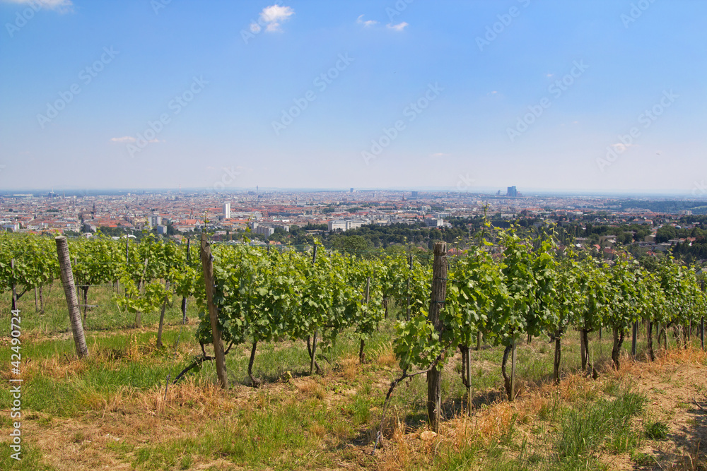 Blick über Wien mit Weinreben