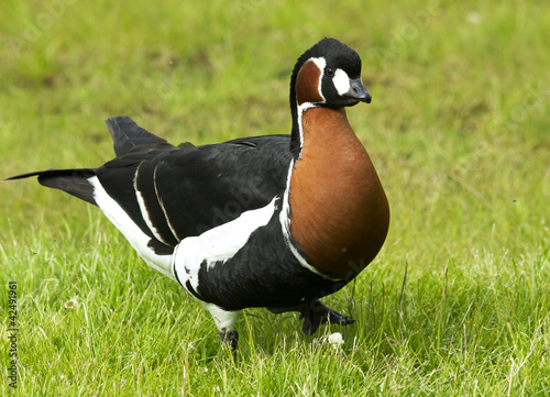 Red-breasted goose