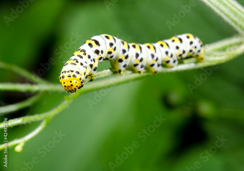 caterpillar focus on head, water betony © Michael Tieck