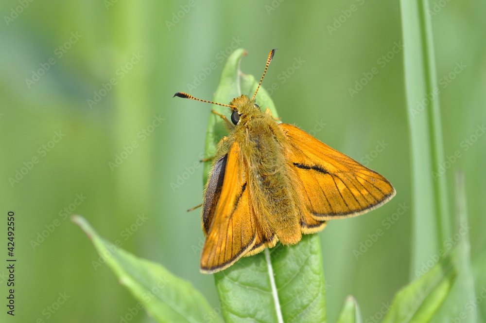 Obraz premium Skipper Butterfly