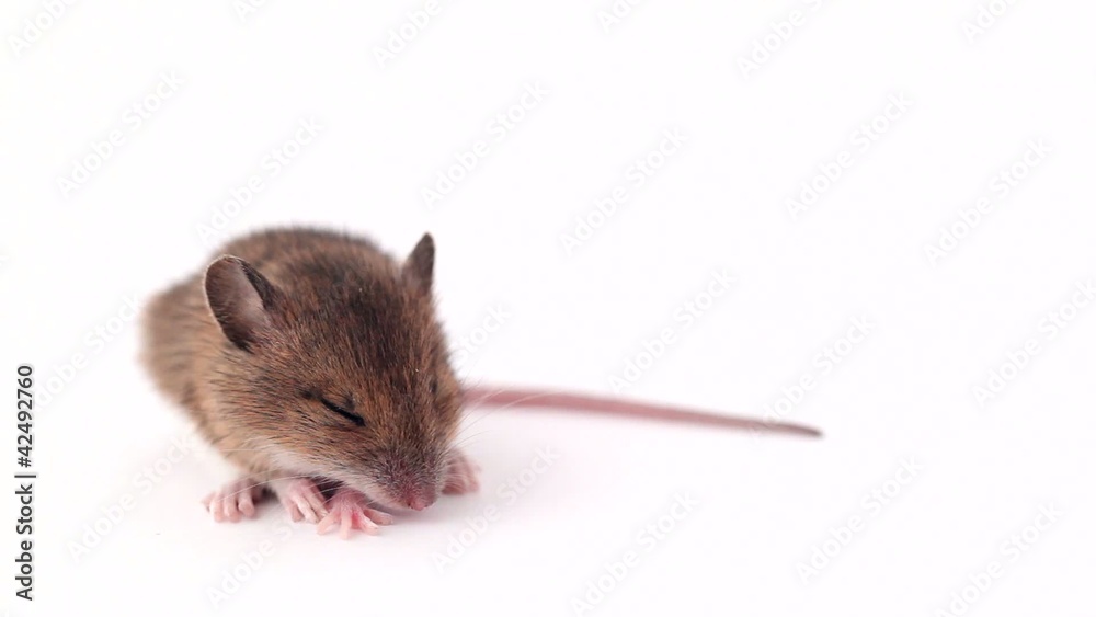 cute little mouse sleeping on a white background cute little mouse sleeping on a white background