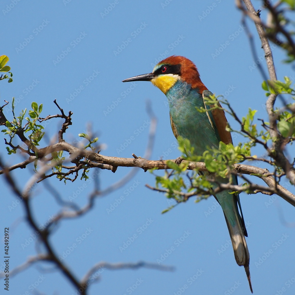 European bee-eater on branch, Merops apiaster European bee-eater on branch, Merops apiaster
