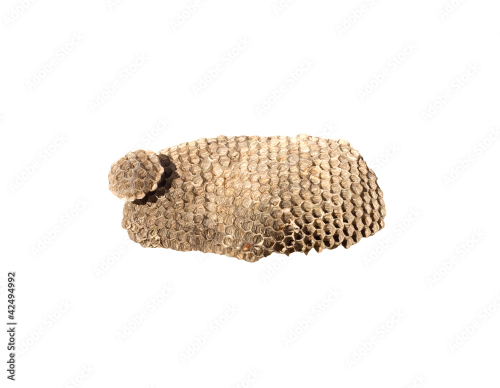 Obraz premium Hornet nest on white background