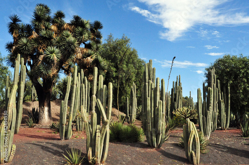 Mexican cactus photo