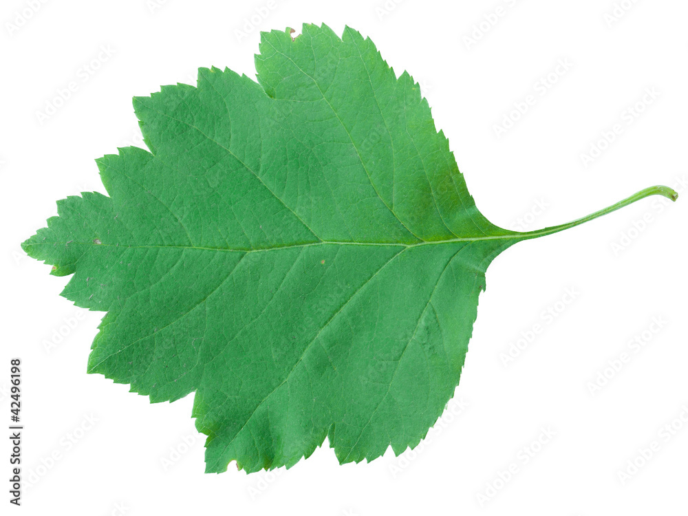 A Leaf of a Sorbus latifolia A Leaf of a Sorbus latifolia