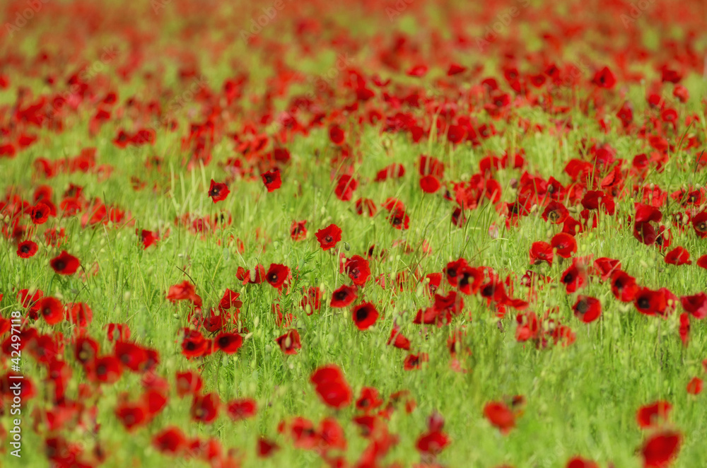 the poppies field