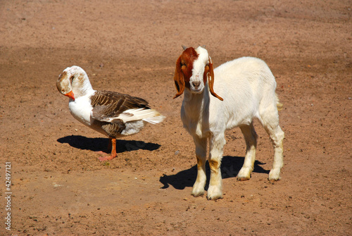 Goat and goose