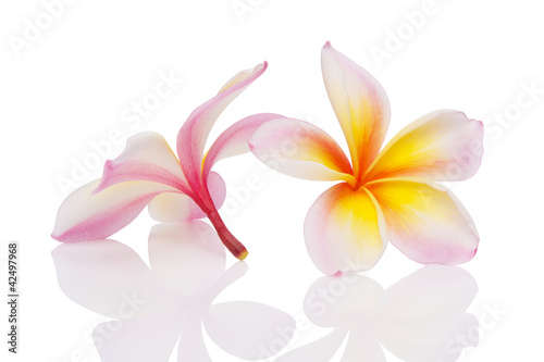 Plumeria