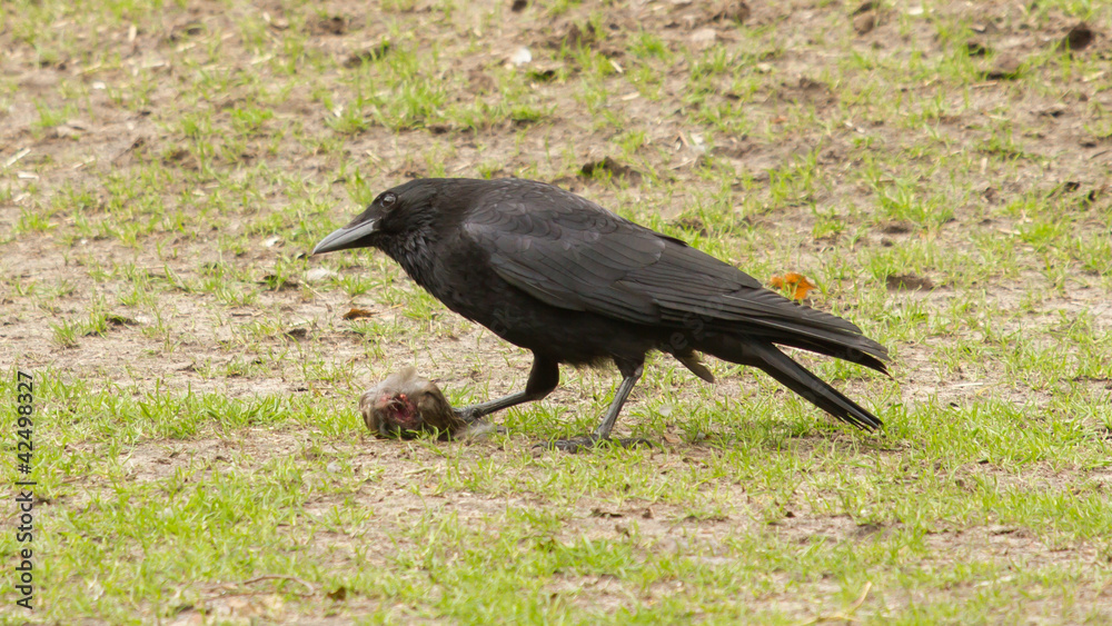 Obraz premium Crow eating a piece of meat