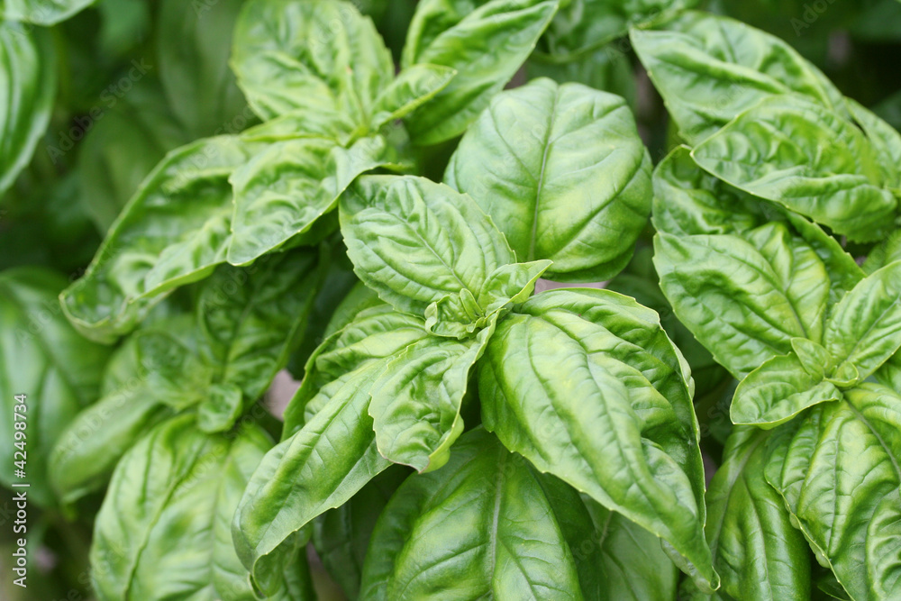 basil basil