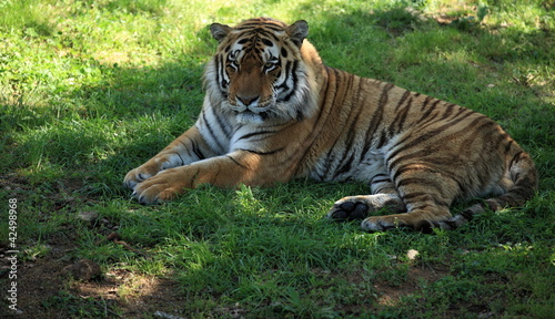 tigre du bengale m  le couch  