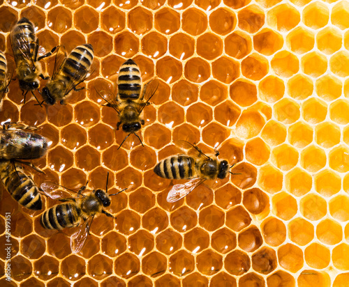 Top view of the working bees on honeycells.