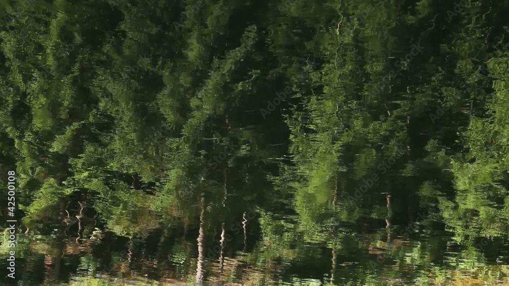 forest forest