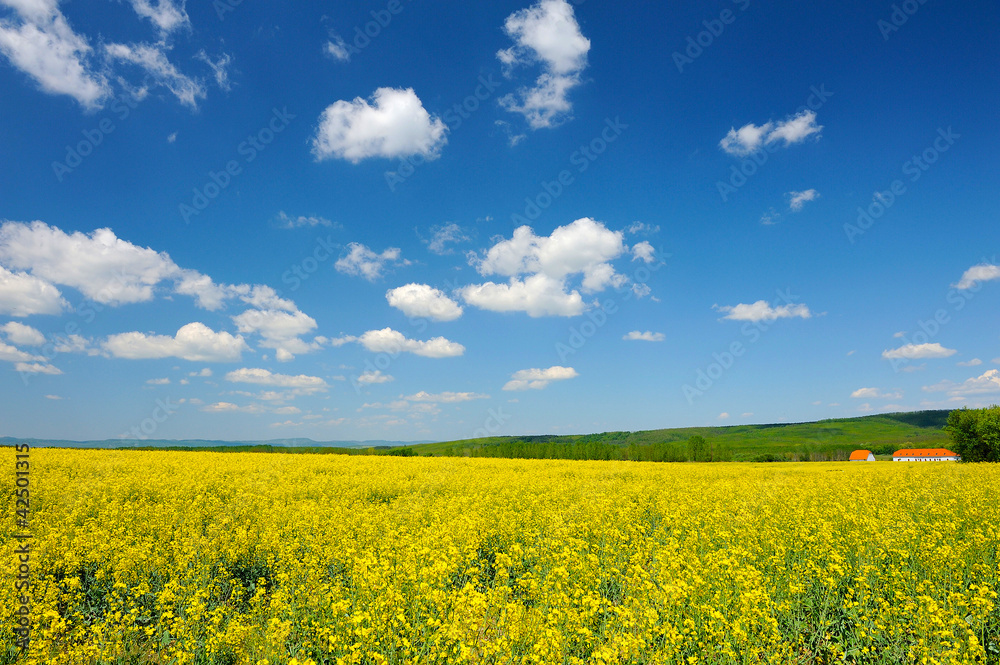 Wide meadow of yellow flowers of rapeseed Wide meadow of yellow flowers of rapeseed