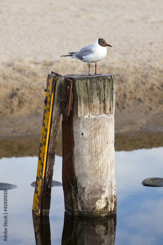 Naklejka premium Lachmöwe auf Holzpfosten