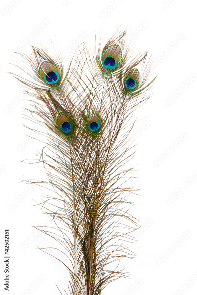 Obraz premium Peacock Feathers on white background