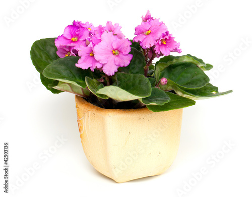 pink violet flower in pot