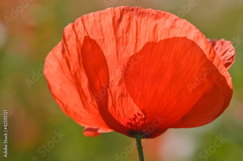 Fototapeta Naklejka Na Ścianę i Meble -  Klatschmohn