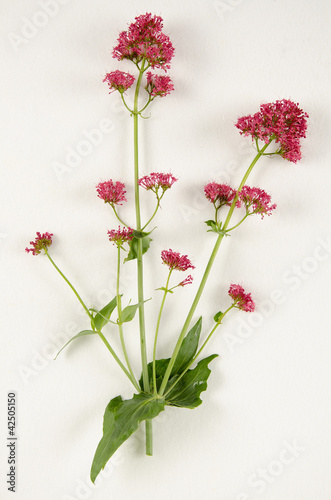 Centranthus ruber / Centranthe rouge
