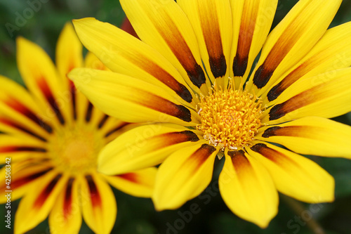 Gazania