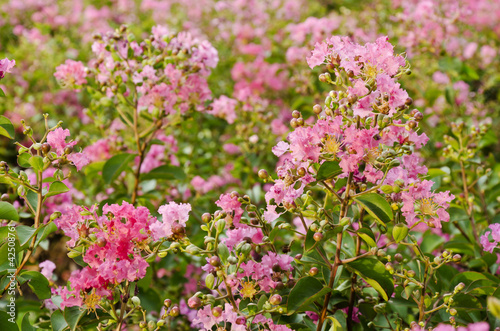 Obraz na płótnie Pink flowers. w salonie