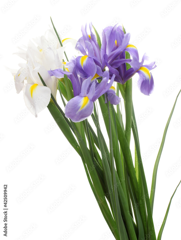 Fototapeta premium Beautiful bright irises isolated on white