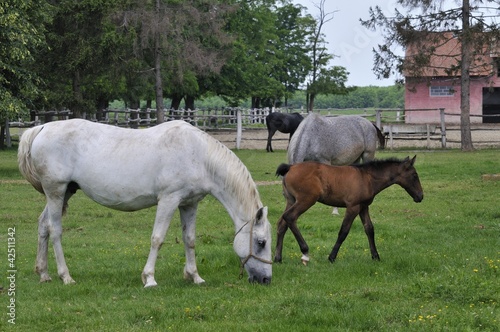Mare and foal on the horse farm