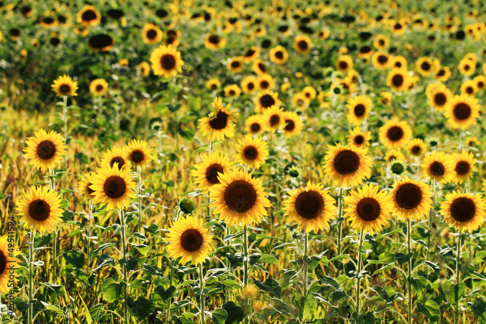 Sunflowers field Sunflowers field