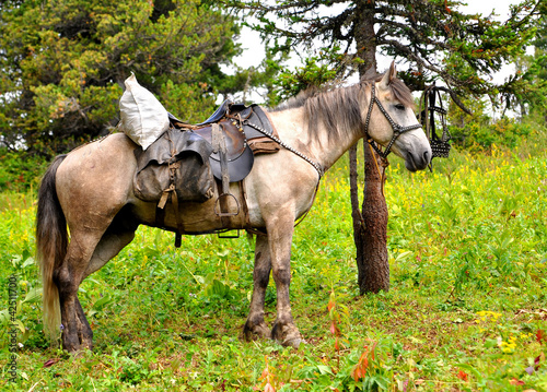 Horse at Altai mountains in summer