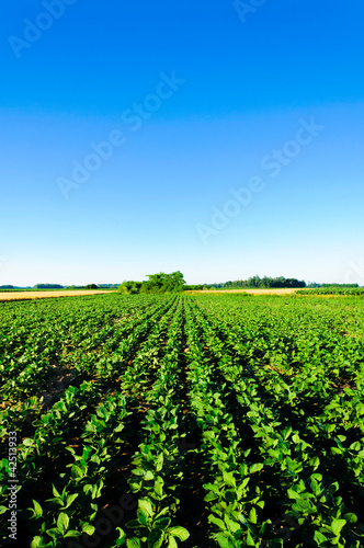 Green bean field