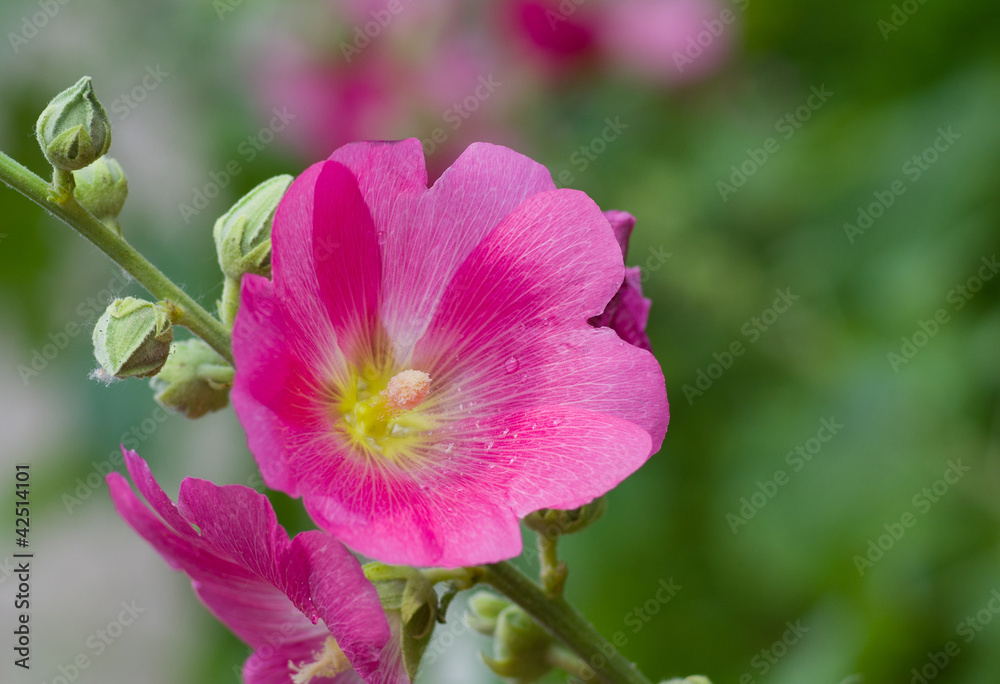 Inflorescence of Malva flower at start of flowering time.. Inflorescence of Malva flower at start of flowering time..