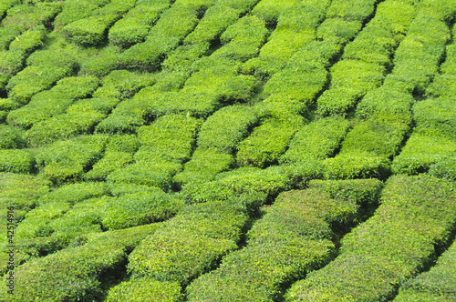 Teeplantage, Camellia Sinensis © ub-foto