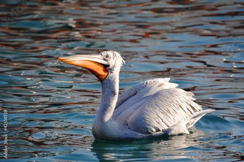 The male of a curly pelican in a quiet reservoir on a decline