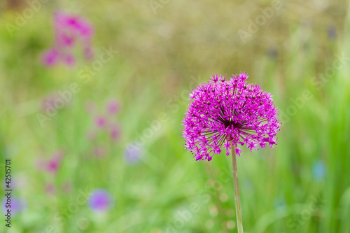 Purple flower  Allium Giganteum 